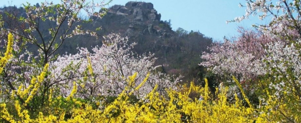 Yudalsan Mountain is a mountain that symbolizes Mokpo. Though the mountain has a mild slope, it boasts magnificent view with various oddly shaped rocks against the backdrop of ocean and islands. A variety of spring flowers such as forsythias, cherry blossoms and magnolias bloom across Yudalsan Mountain like a yellow embroidery. Pink petals falling from cherry blossom trees create a breathtaking scene.