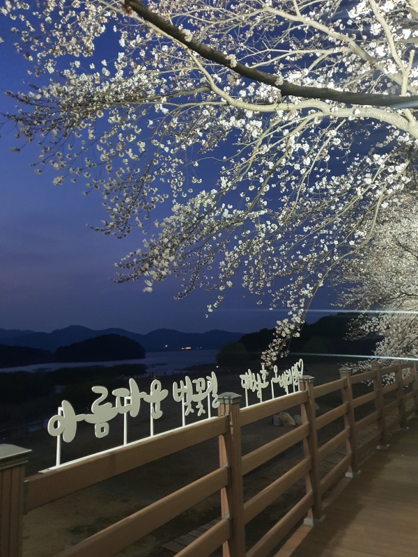 Daecheong Lake Cherry Blossom Road (Dong-gu, Daejeon)