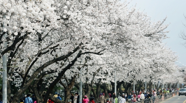 Cherry blossoms this year are expected to bloom earlier than in an average year.