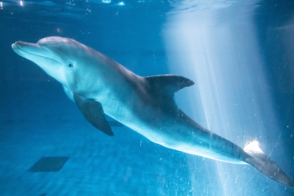 The Ministry of Oceans and Fisheries on Aug. 4 announced that Bibongi (pictured), the nation's last Indo-Pacific bottlenose dolphin in captivity, will be released to the wild.