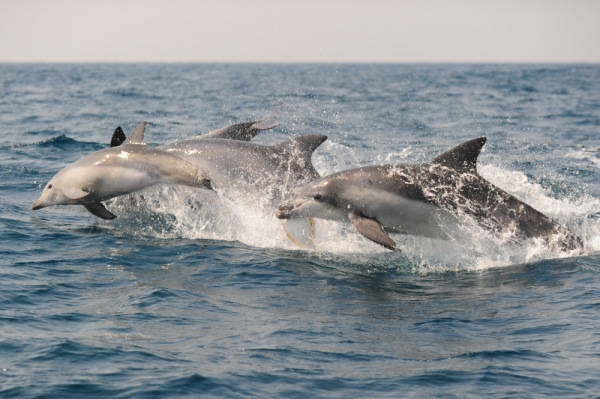 The Indo-Pacific bottlenose dolphin in 2012 was designated an endangered species subject to government protection and management.