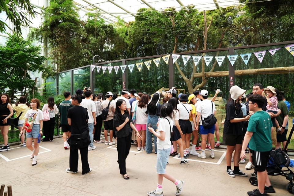 People flock to see Fubao in Everland, Yongin, Gyeonggi-do Province, August 18. (Korea Times photo by Kim Kang-min)